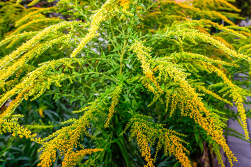 Pflanzen und Blumen im Garten