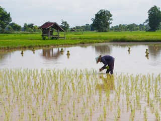 Agriculture in rice fields