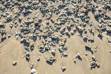 Seashells on sand. Sea summer vacation background with space for the text