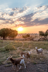 Schfherde bei Sonnenuntergang