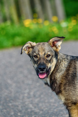 portrait of a homeless village dog