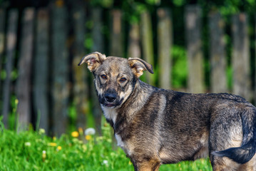portrait of a homeless village dog