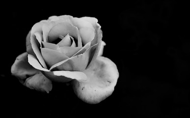 Art photo rose petals isolated on the black natural blurred background with clipping path. Closeup. For design, texture, background. Nature.