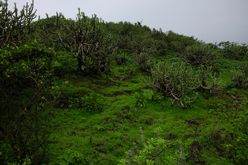 Lush green monsoon nature landscape mountains, hills, Purandar, Maharashtra, India 