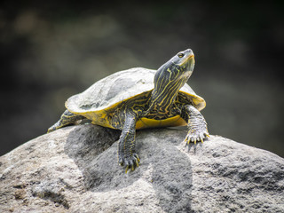 Northern map turtle on rock 