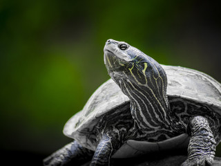Northern map turtle on rock 