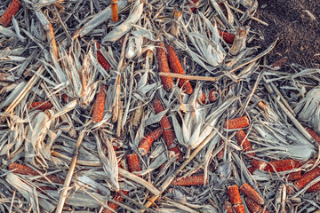 Leftover corn cob after threshing.