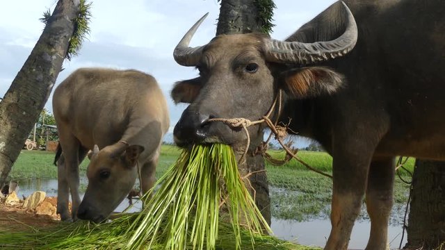 A water buffalo in Asia munches on fresh green grasses while a younger buffalo feasts nearby. Rural pond, palms and rice fields can be seen in background.