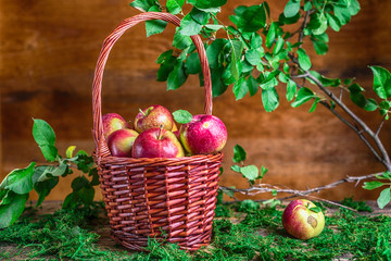 basket with apples on grass autumn time green red