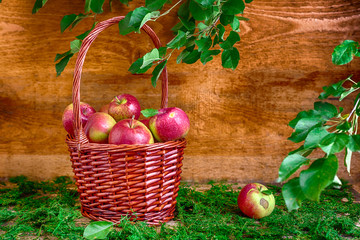 basket with apples on grass autumn time green red