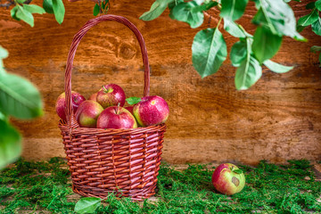 basket with apples on grass autumn time green red