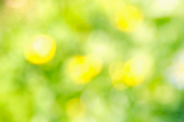 Obraz premium Natural green yellow blurred background. Summer bokeh on nature defocus abstract blur background.