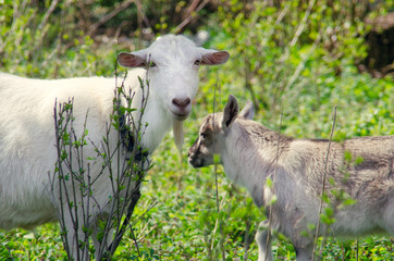 Mother goat and her kid in natural environment.