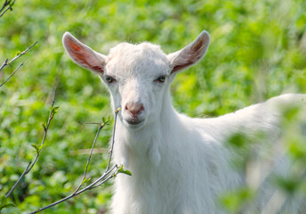Little white dairy breed goat on green grass blurred background.