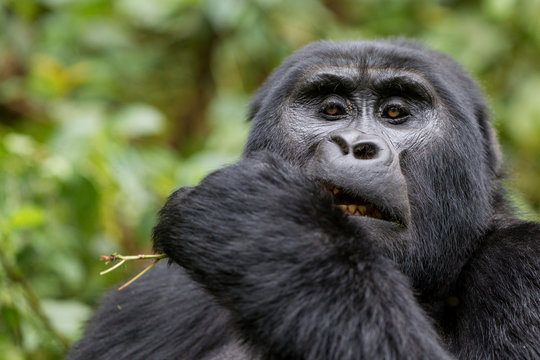 Gorilla di montagna (gorilla beringei beringei) nel parco nazionale di Bwindi in Uganda