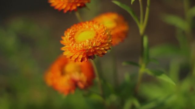 Orange Hawkweed Coming into Focus Pilosella Aurantiaca Close Up