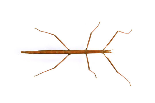 Phasme europ&eacute;en marron