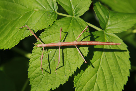Phasme europ&eacute;en marron