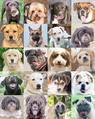 Collection of 20 different dogs
