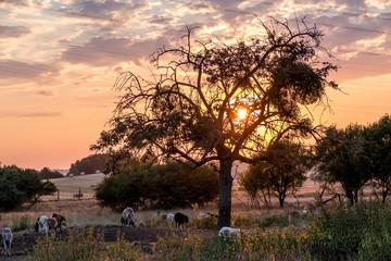 Obraz premium Schfherde bei Sonnenuntergang