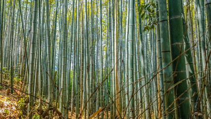 Arashiyama Bamboo Forest Grove Japan