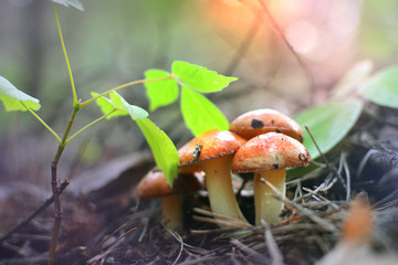 Liittle fantasy background with young mushrooms in a morning forest