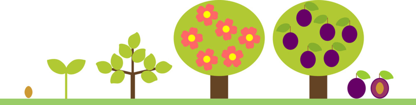Life cycle of plum tree. Plant growth stage from seed to tree with fruits