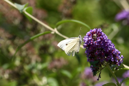 Cabbage White Butterfly, Pieris, feeding on a purple flowering buddleia, set against a blurred green leafy background. Showing underside of wings, with some damage.