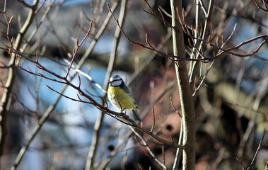 brid in a tree