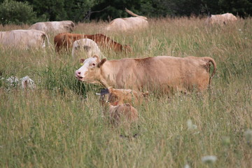 Little group of cows in a small field of tall grasses.




