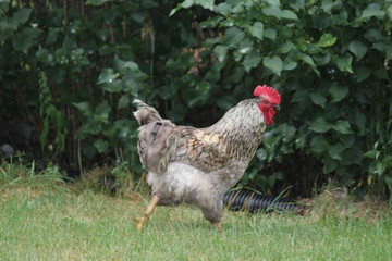 Rooster roaming through an area of tall green grass.    

