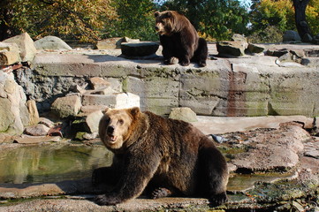 Bear2
