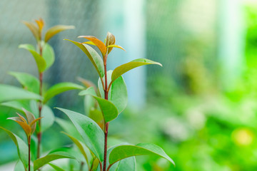 Close up of young red and green leaf with nature background under sunlight.