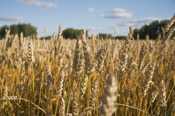 желтые поля