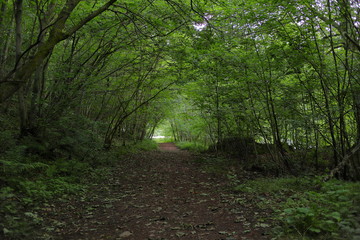 Path in the forest