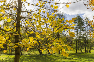 autumn trees - the autumn season begins