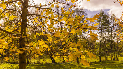 autumn trees - the autumn season begins
