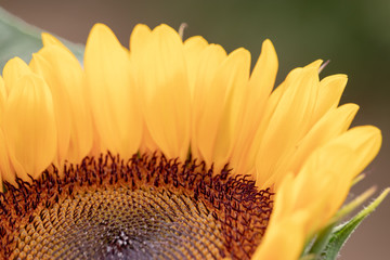 Sunflower at Sakura Furusato Square in Sakura city, Chiba, Japan