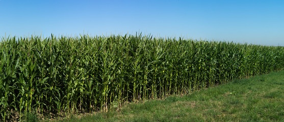 Corn filed panorama with blue sky