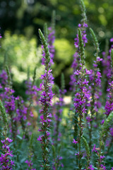 Close up of blooming lavender flowers