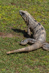 Closeup on lizard. Scaly textured skin shows patches of old skin still peeling off.