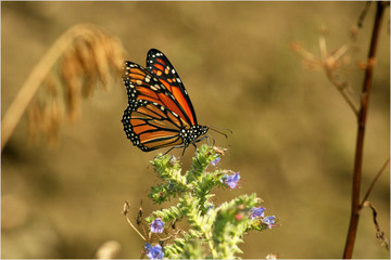 Fototapeta na wymiar Monarch butterfly on bugloss weed feeding