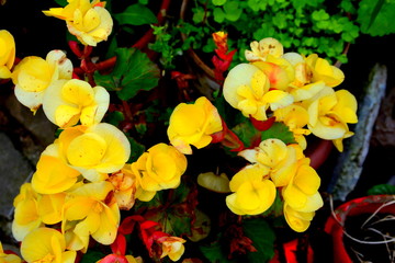 Begonia. Nice flowers in the garden in midsummer, in a sunny day. Green landscape