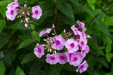 pink flowers close-up in the garden