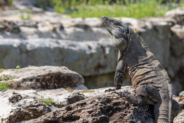Closeup on lizard. Scaly textured skin shows patches of old skin still peeling off.