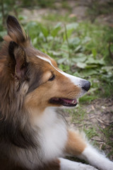 Sheltie