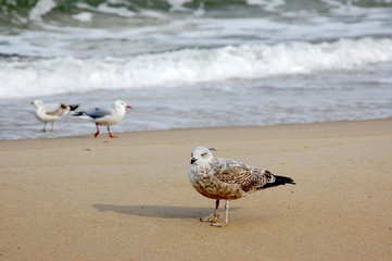 Baltic Sea 19