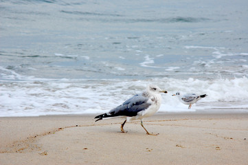 Baltic Sea 18