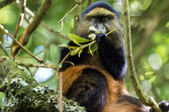 cercopiteco, golden Monkey, Uganda
