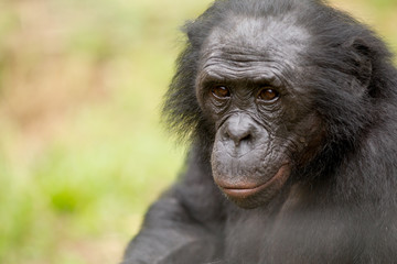 Scimmia primate Bonobo Pan Paniscus nella riserva in Repubblica Democratica del Congo